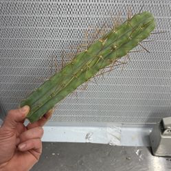San Pedro Cactus Var. “Cactus Kate’s Bridgesii” 11” Cutting 