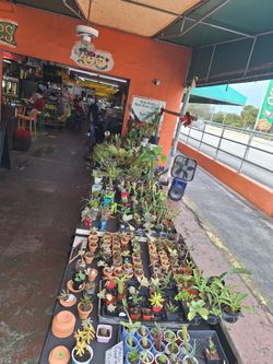 Happy New Year 1/6&7 This Weekend Selection At Jason's Local Garden Located In New River Grove In Davie  10% Off For Offerup Customers 