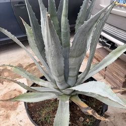 XL Century Plant Agave 