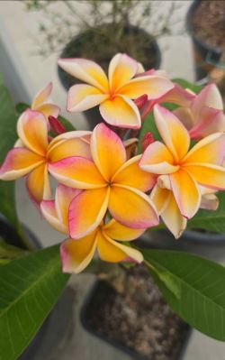 Penang Peach rooted plumeria plant 21" tall from soil line,  3 tips