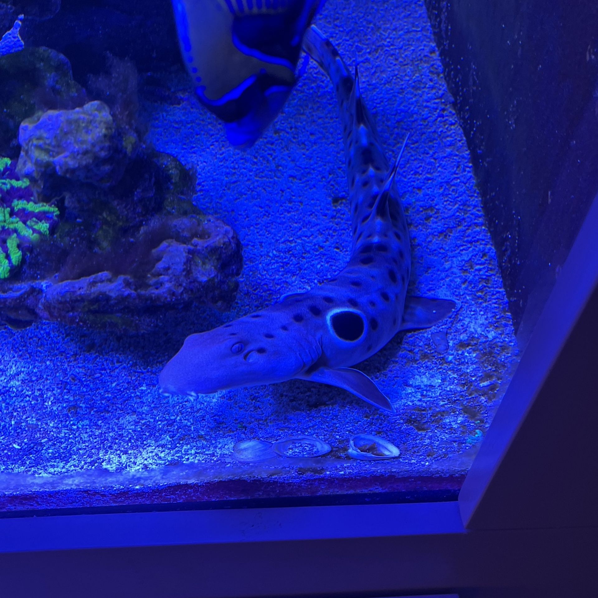 Saltwater Epaulette Shark 16 Inches