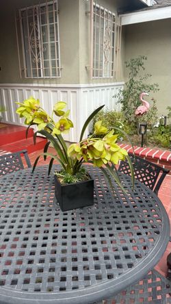 Table plant