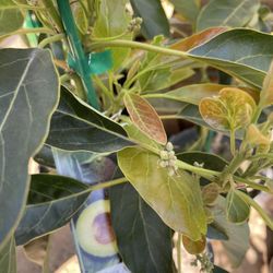 avocado trees