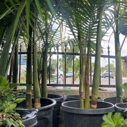 BEAUTIFUL King Palm$$$ 95 Each