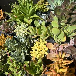 Succulent Starts
