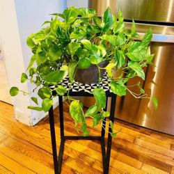 Lush & Healthy Pothos Plant. Free Delivery In DC!