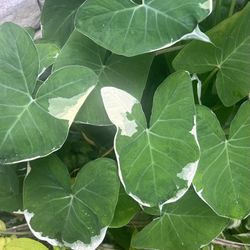 Variegated Mickey Mouse Alocasia Plants ( Pls Read Description Below)