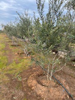 Olive trees- fruitless delivered
