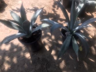 Blue agave / agave azul
