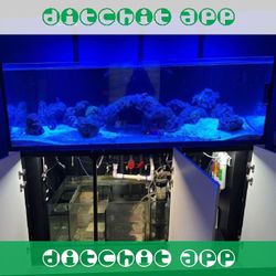 Big Aquarium Tank - Wide & Gorgeous cover special