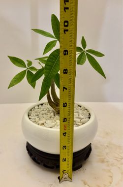 Money bonsai tree in 6” ceramic pot w/stand