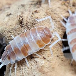 Isopods Orange Cream 