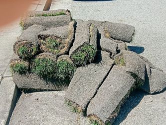 SOD rolls for Sale