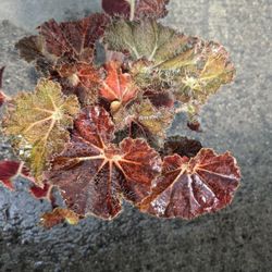 "Carol Knight" Begonia 