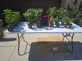 Pepper plants