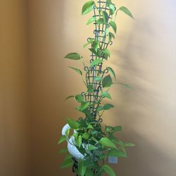Large Neón Philodendron Pothos House Plant in a Ceramic Planter Pot with Drainage