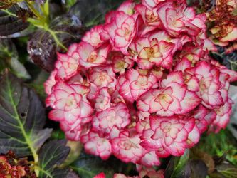 Hydrangea 'Miss Saori'