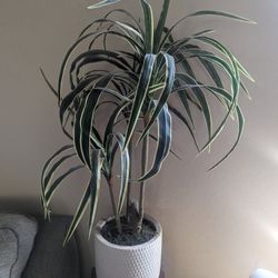 Fake Plant