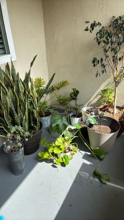 9 Plants and Pots