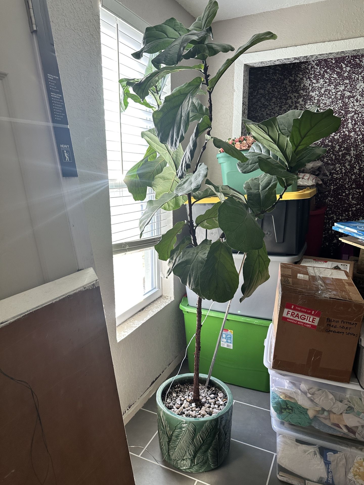 Fiddle Leaf Fig 5.5ft Tall Healthy