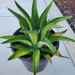Hardy Agave Plant In 3 Gallon Pot