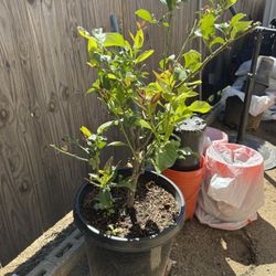 Yellow Lemon Tree