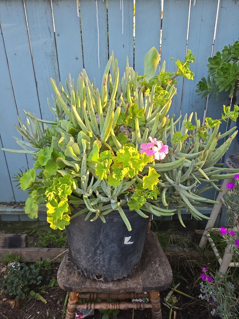 $25 Large Succulent Arrangement 