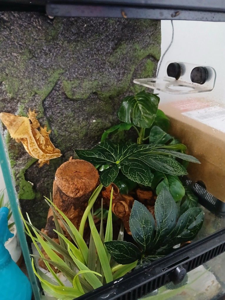 Reptile Enclosure 