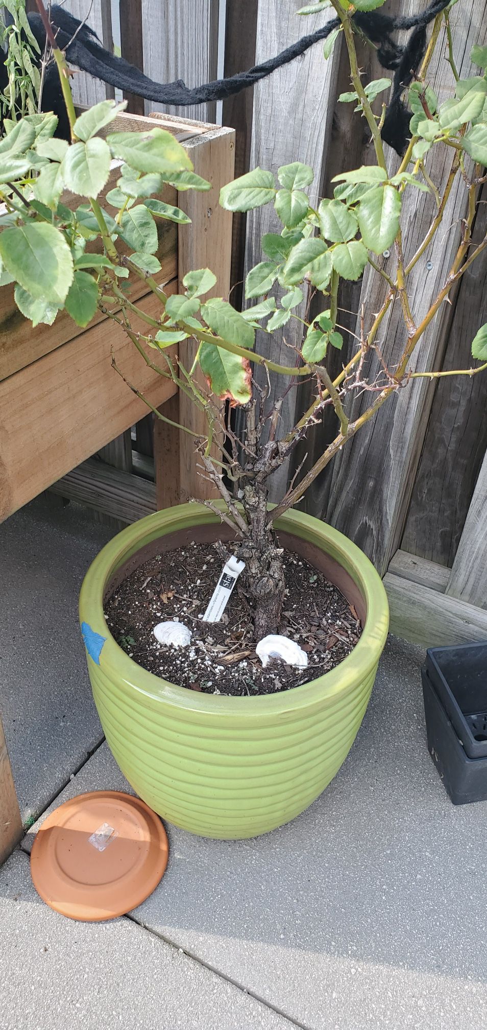 Plant In Outdoor Container