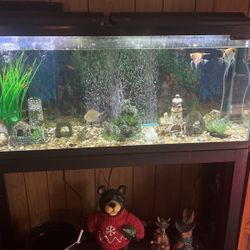 60 gallon aquarium everything included stand an LED lights at six or seven months old