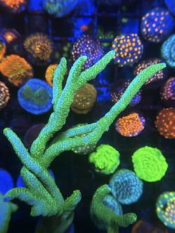 Fake Tank decoration Green digis Available