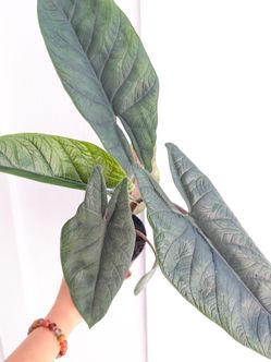Alocasia Scalprum Plant 4" Pot - Indoor House Plants