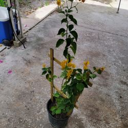 Bougambilie Plant