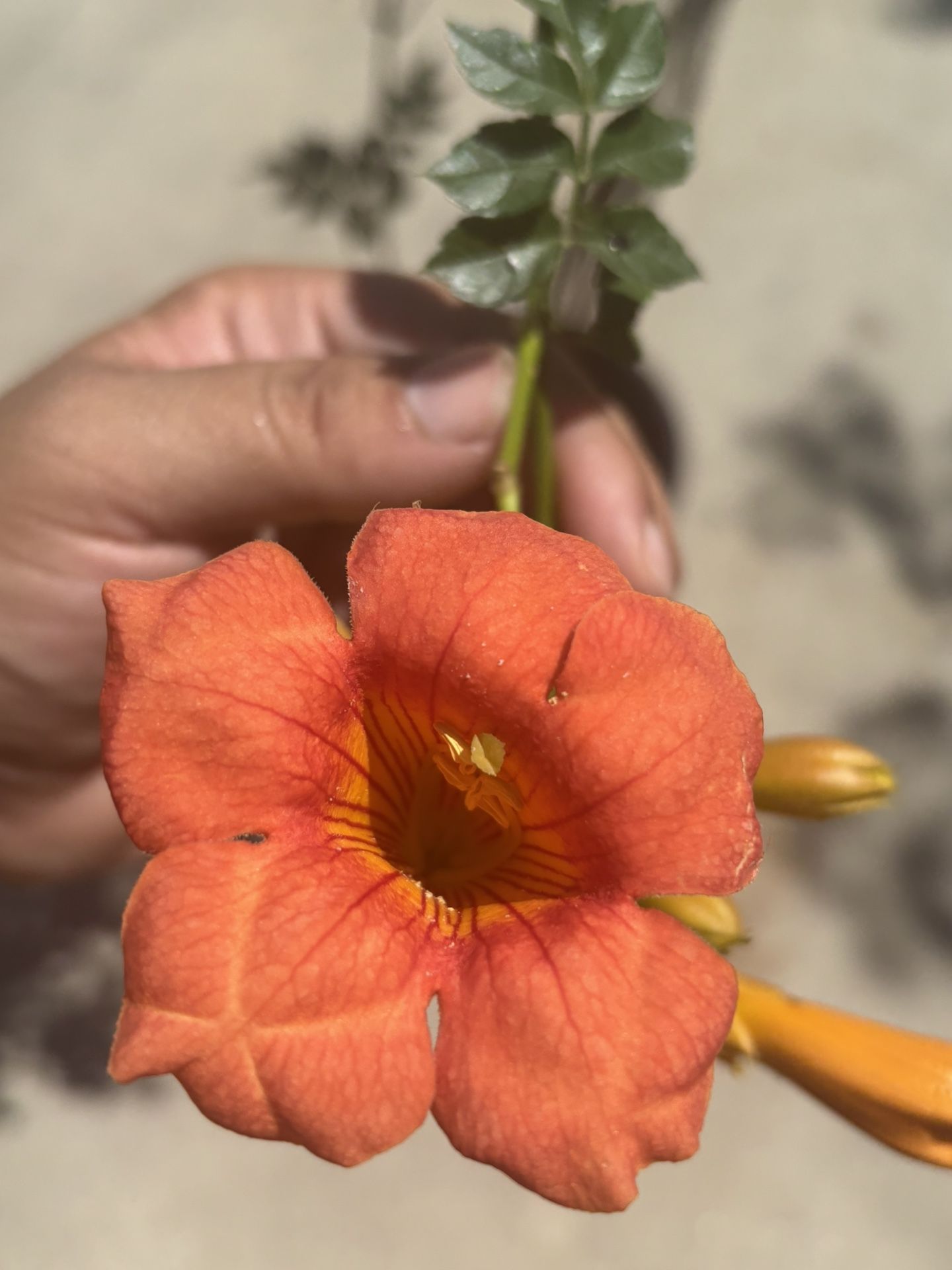 Orange Trumpet Vine 🪴🌺❤️