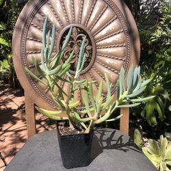Blue Chalk Succulent 