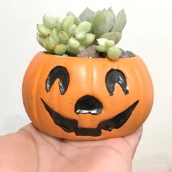 Halloween Plants
