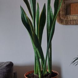 Snake plant