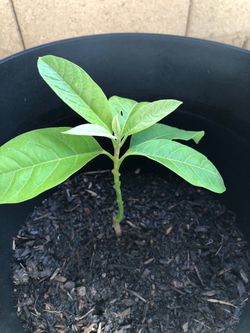 Avocado Tree With 14 inch self watering planter