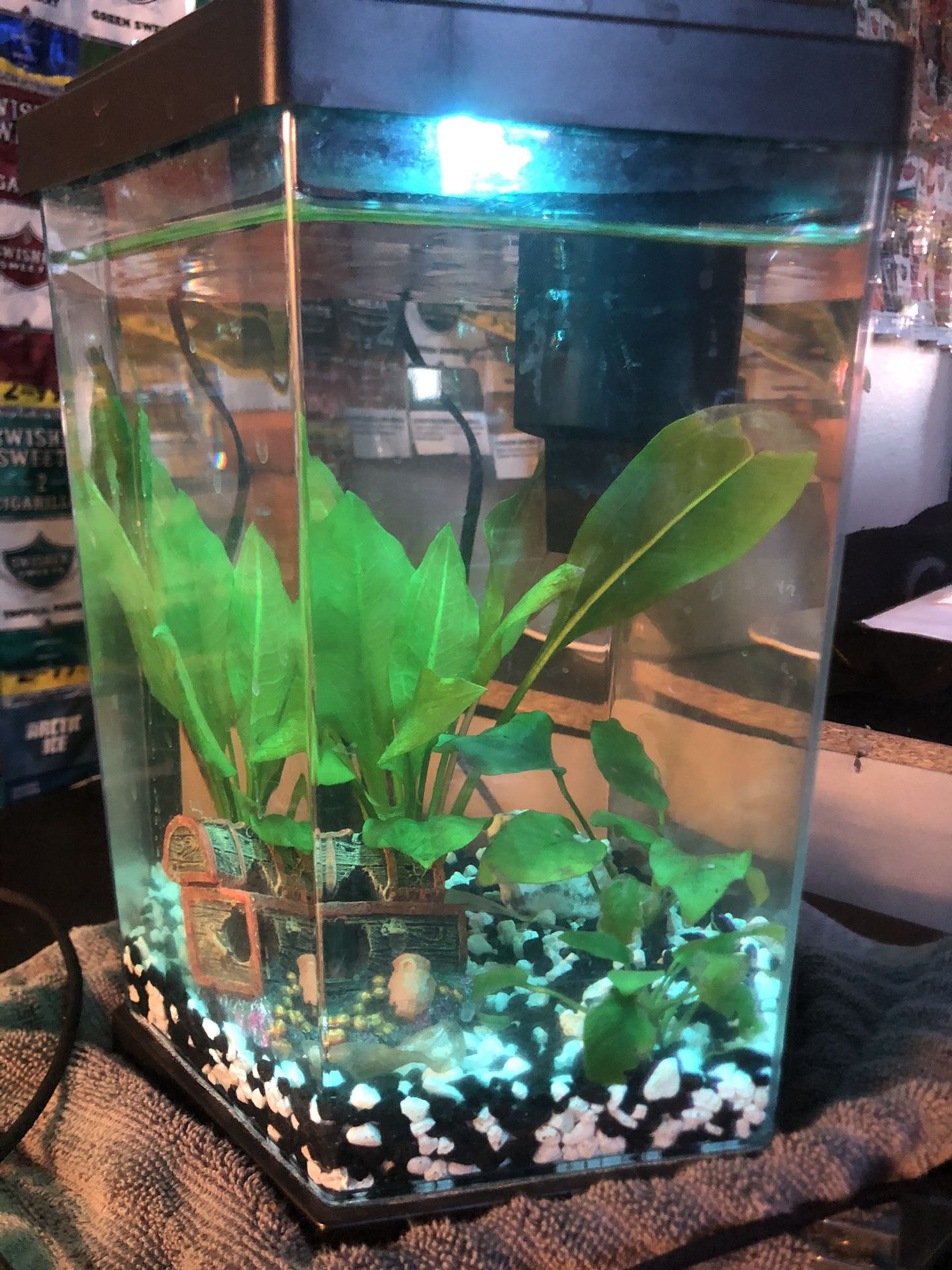 Fish Tank, 2.2 Gallon Fully Equipped With Live Plants