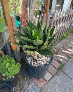 Large Mitre Aloe Cactus