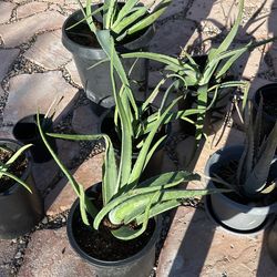 Savila (Aloe Plant)