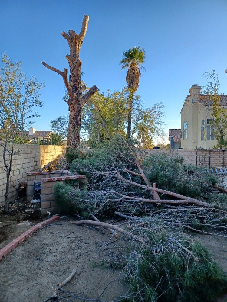 Danger Trees Remove