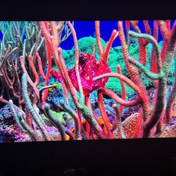 📺 Samsung 85” Neo QLED 4K Smart TV (QN85QN85C) – Mini LED – Excellent Condition