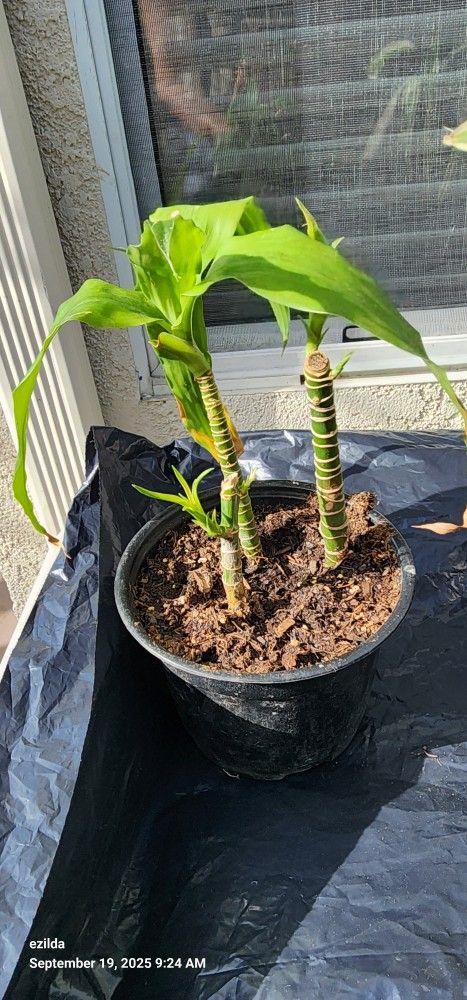 Dracena Lucky Bamboo
