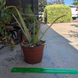 Aloe Plant 1