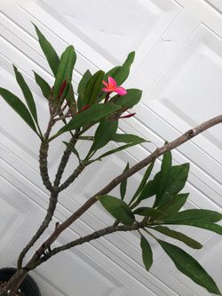 PLUMERIA PLANT FULLY ROOTED SIZE 4 FT TALL 🌺🌺