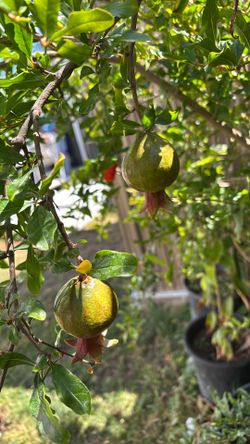 Pomegranate trees