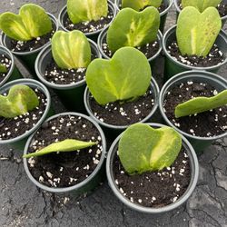 Variegated Hoya Kerrii Plant 
