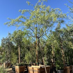 Marvrick Mesquite Tree 36”box 