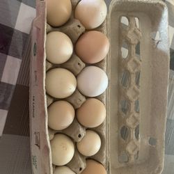 Fresh Eggs 